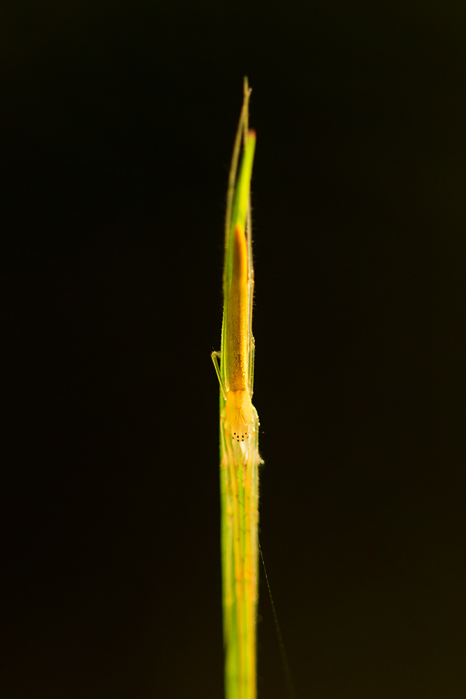 Read more about the article Bengaluru Spider