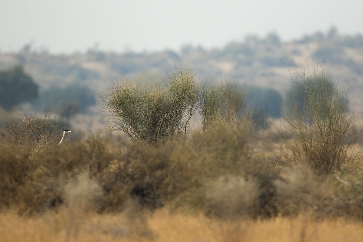 Read more about the article Great Indian Bustard