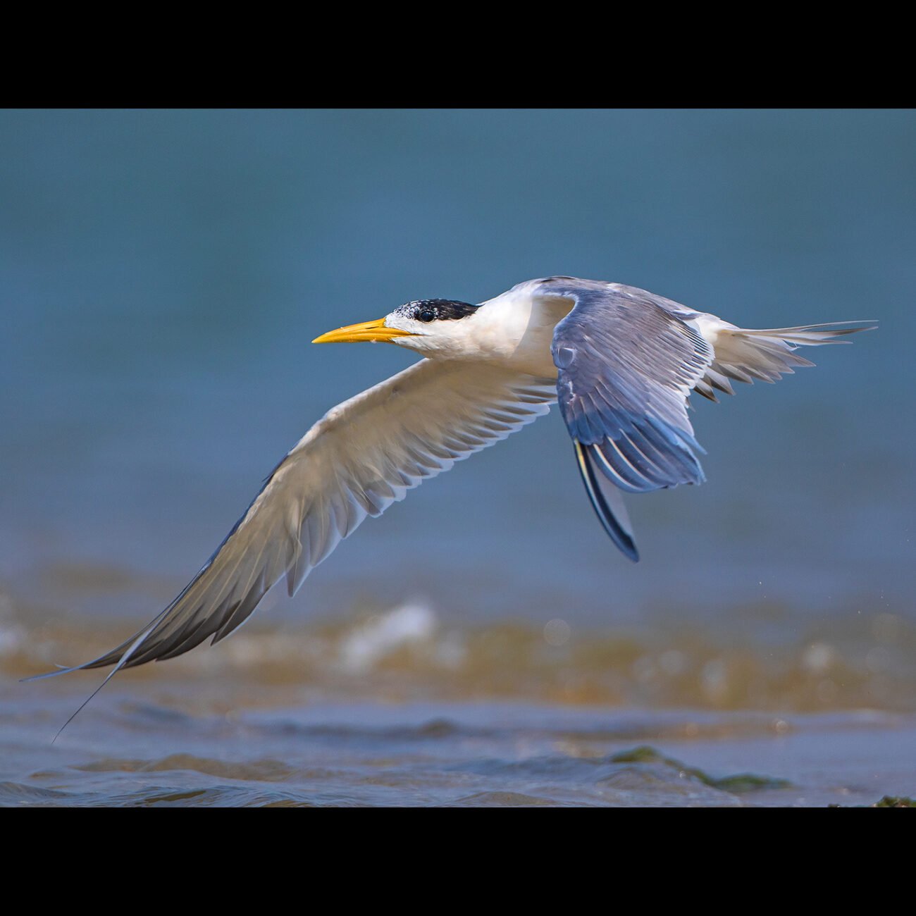 Tern in Pulicat