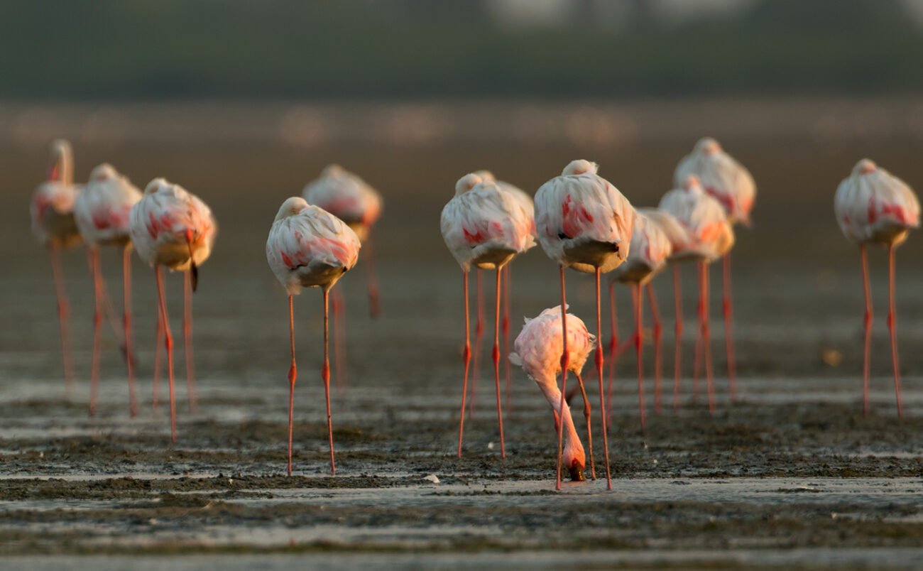 Lesser and Greater flamingo, Pulicat