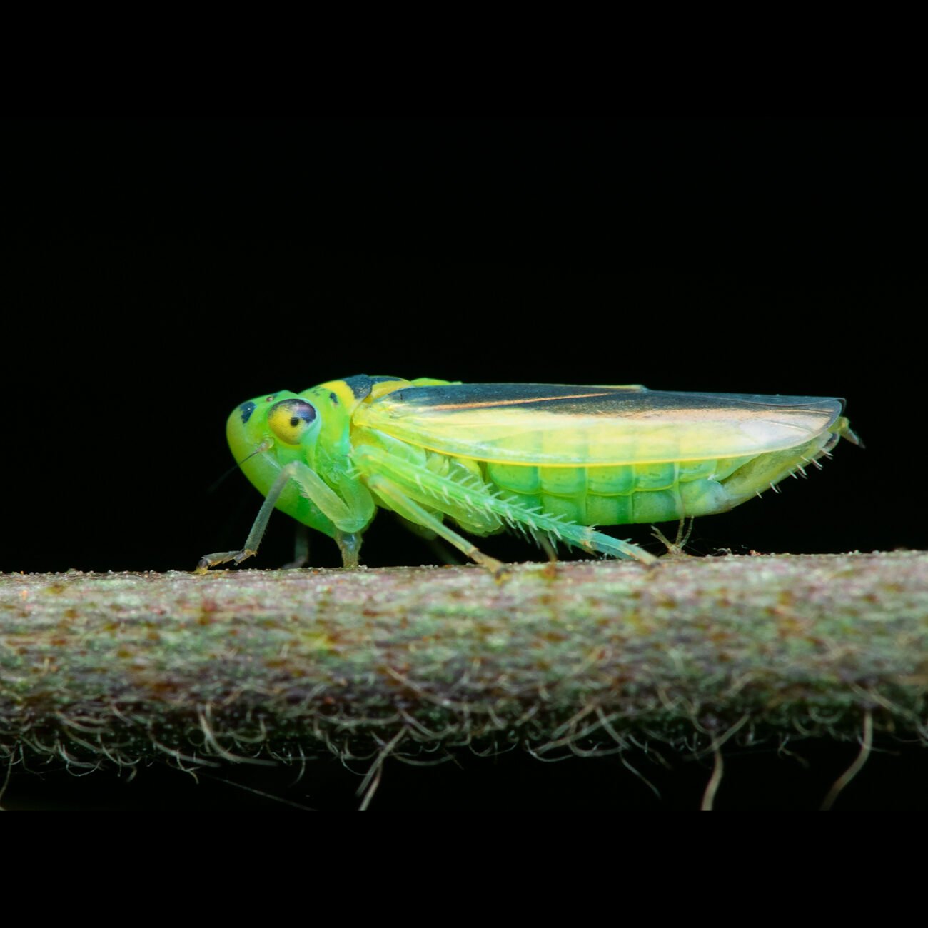Coorg Planthopper