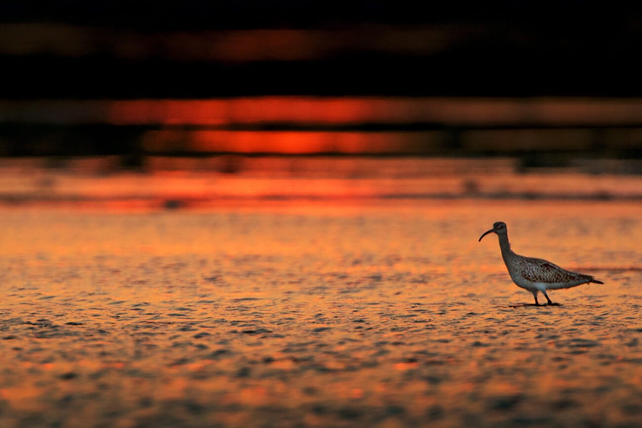 Sunset Bird