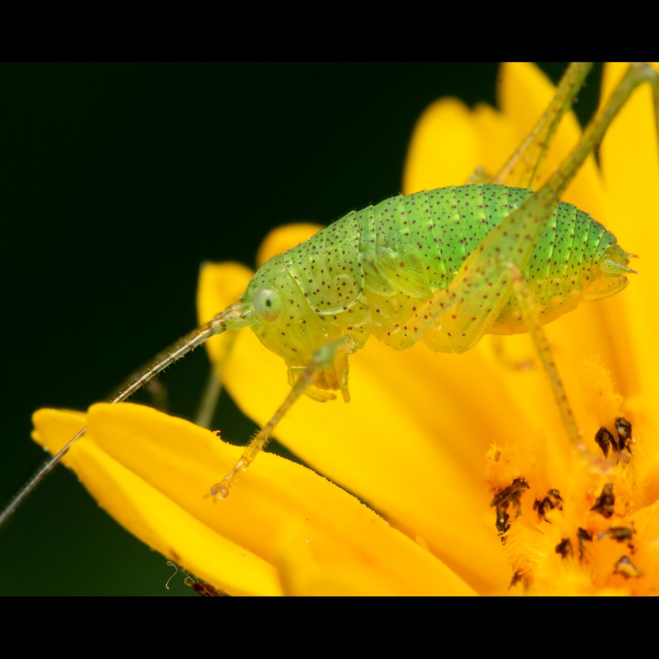 Katydid on flower, Bengaluru