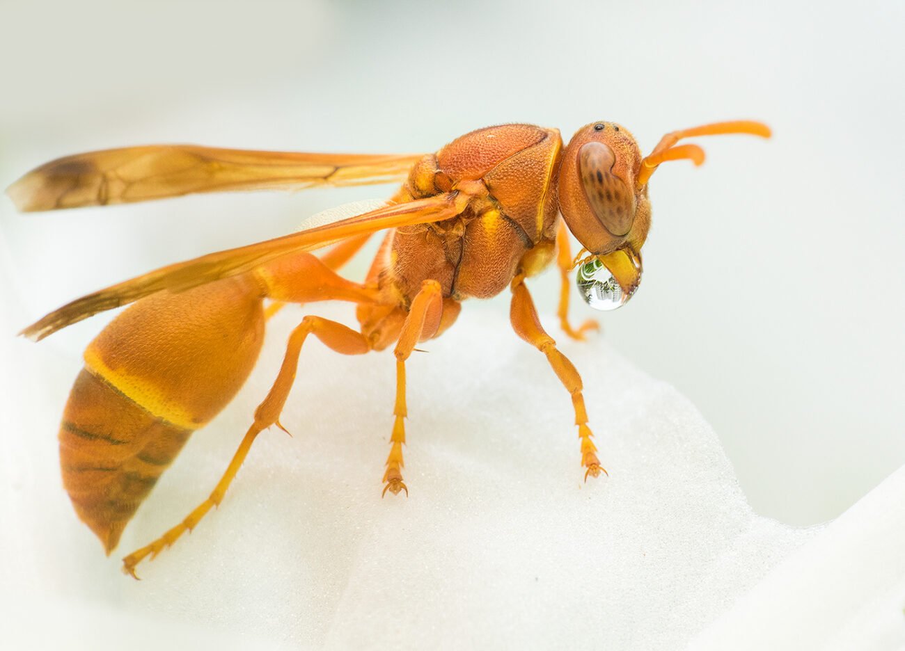 Bubble paper wasp, Bengaluru