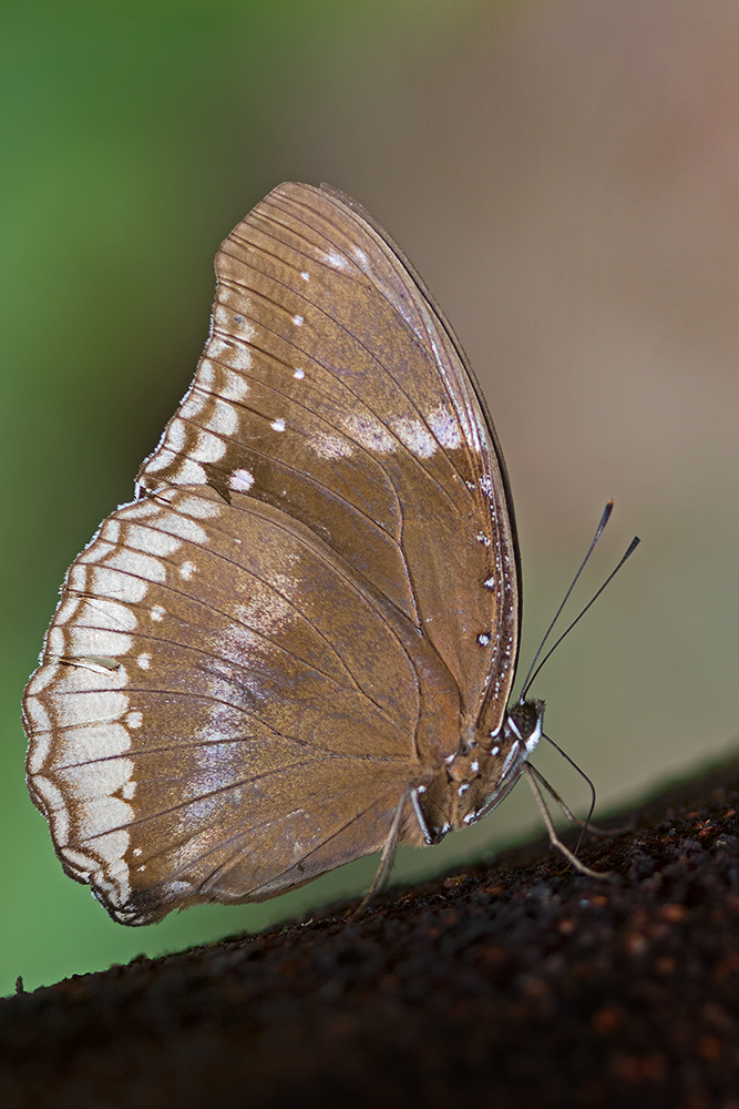 Read more about the article Bengaluru Butterfly