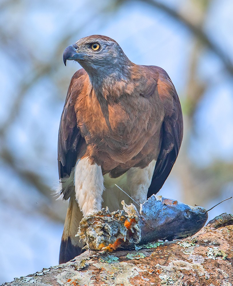 Read more about the article Fish Eagle in Kaziranga