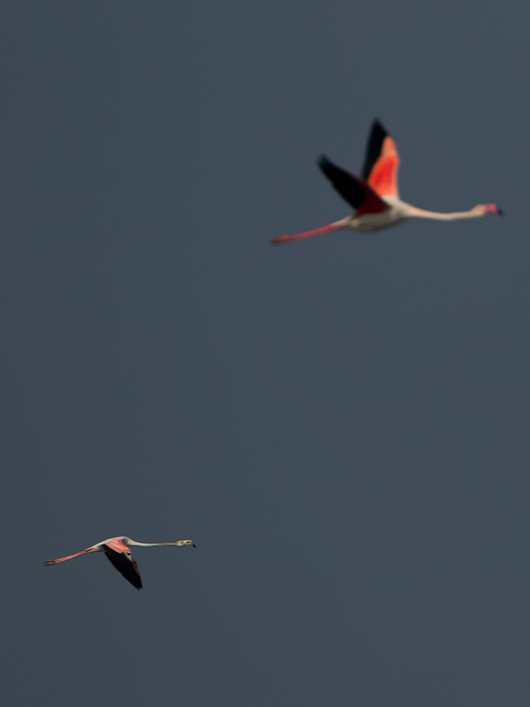 Read more about the article Flamingoes, Pulicat