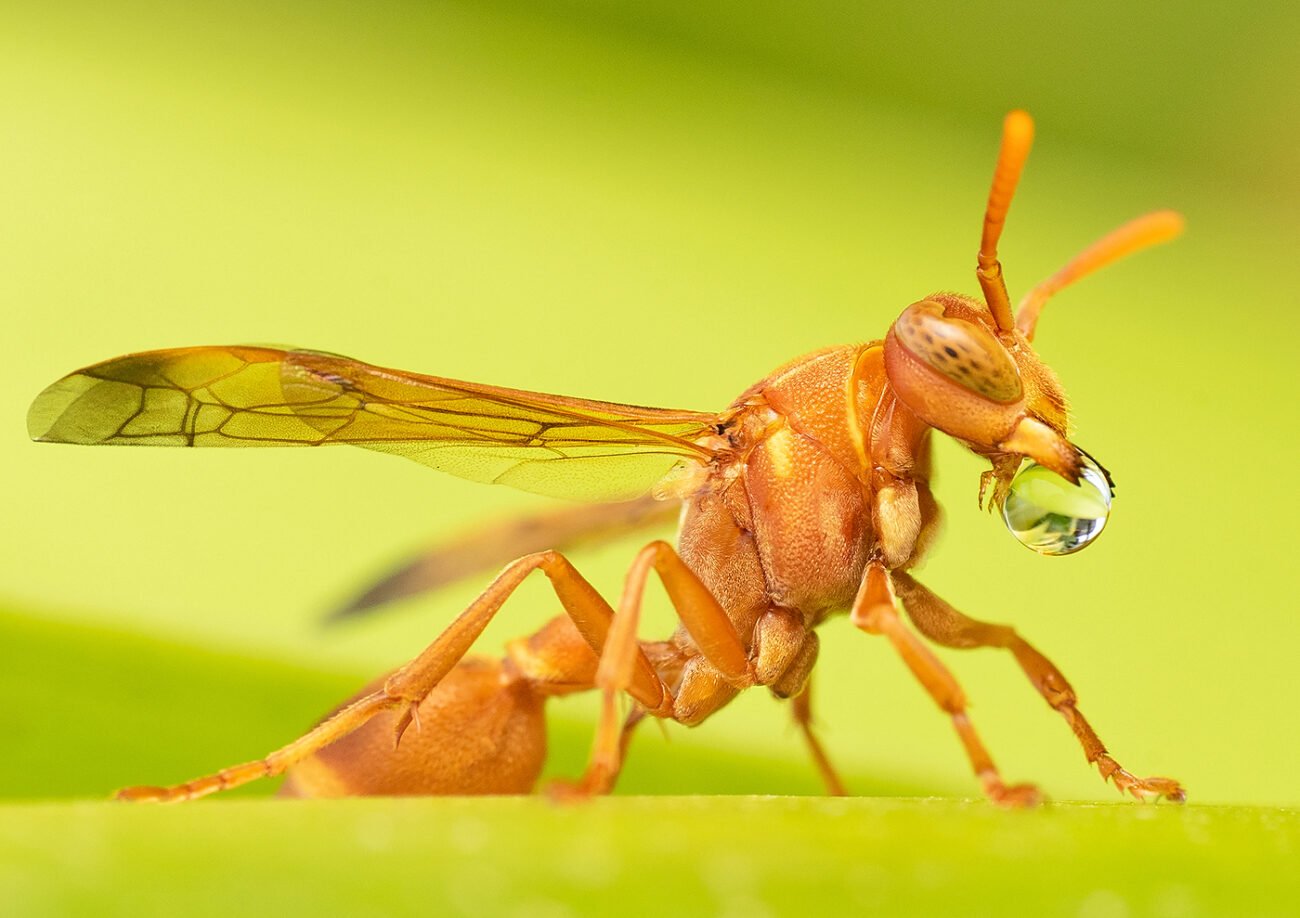Bubble Wasp, Bengaluru