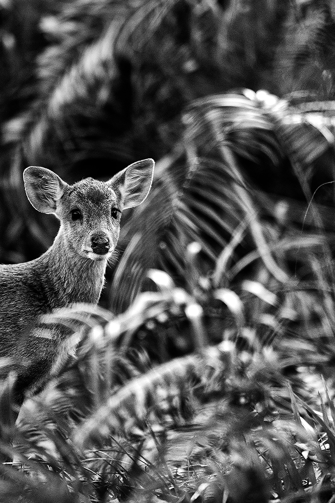 Read more about the article Deer, Kaziranga