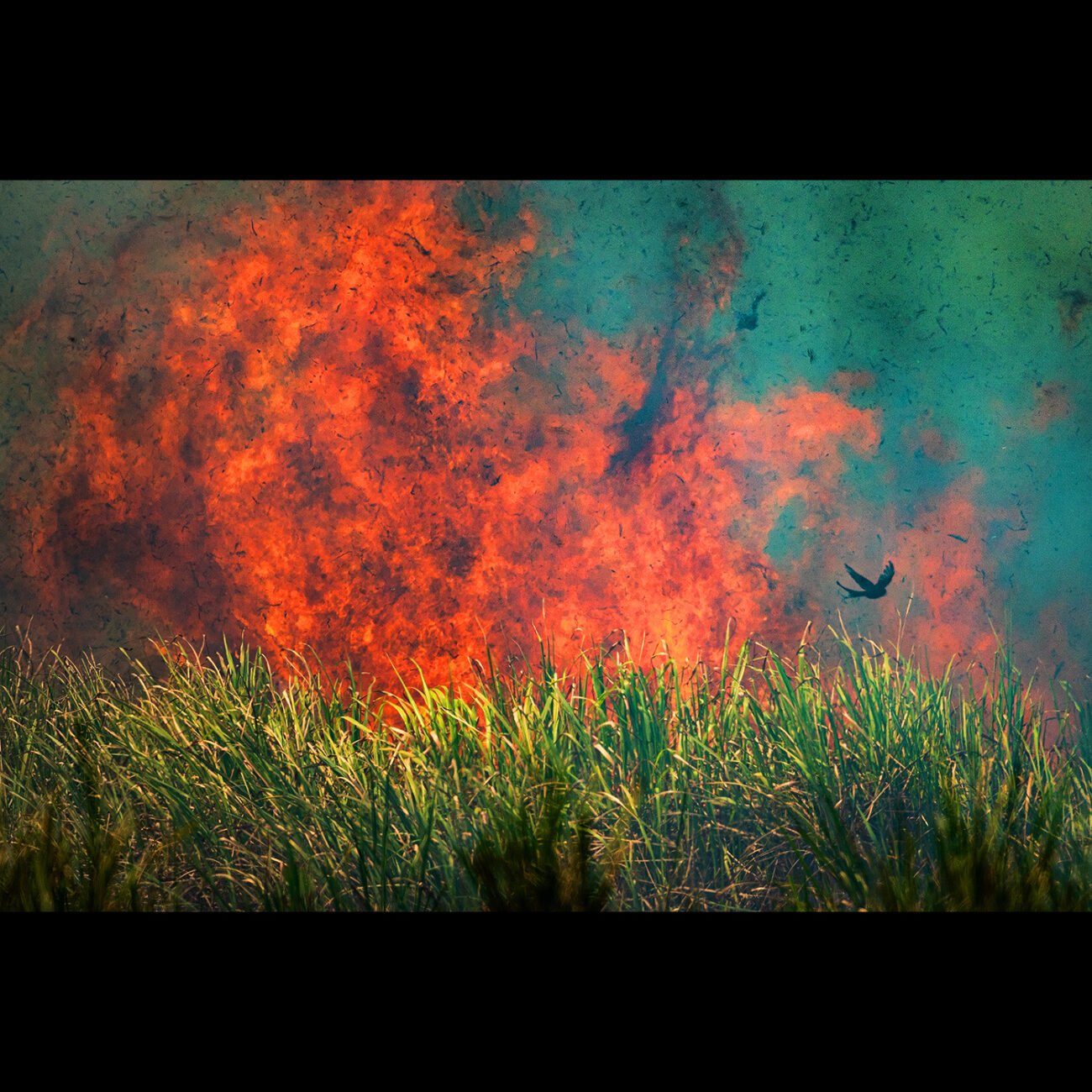 Life on Fire