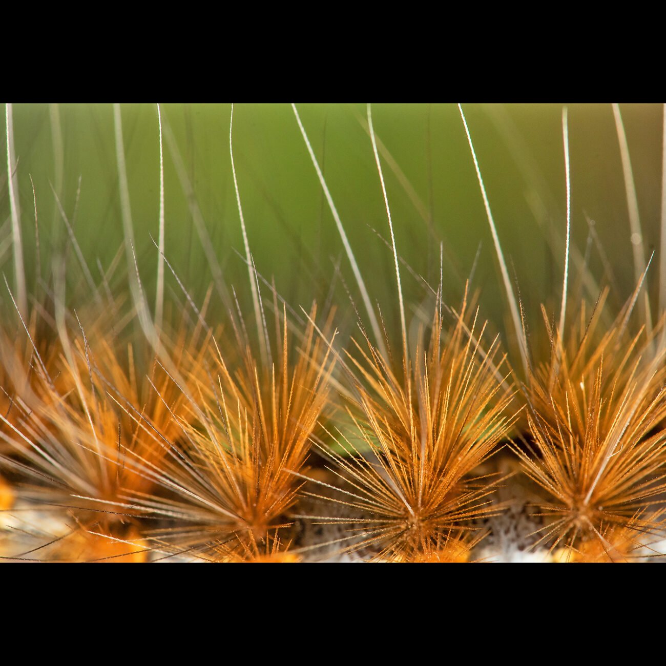 Caterpillar hairs, Bengaluru