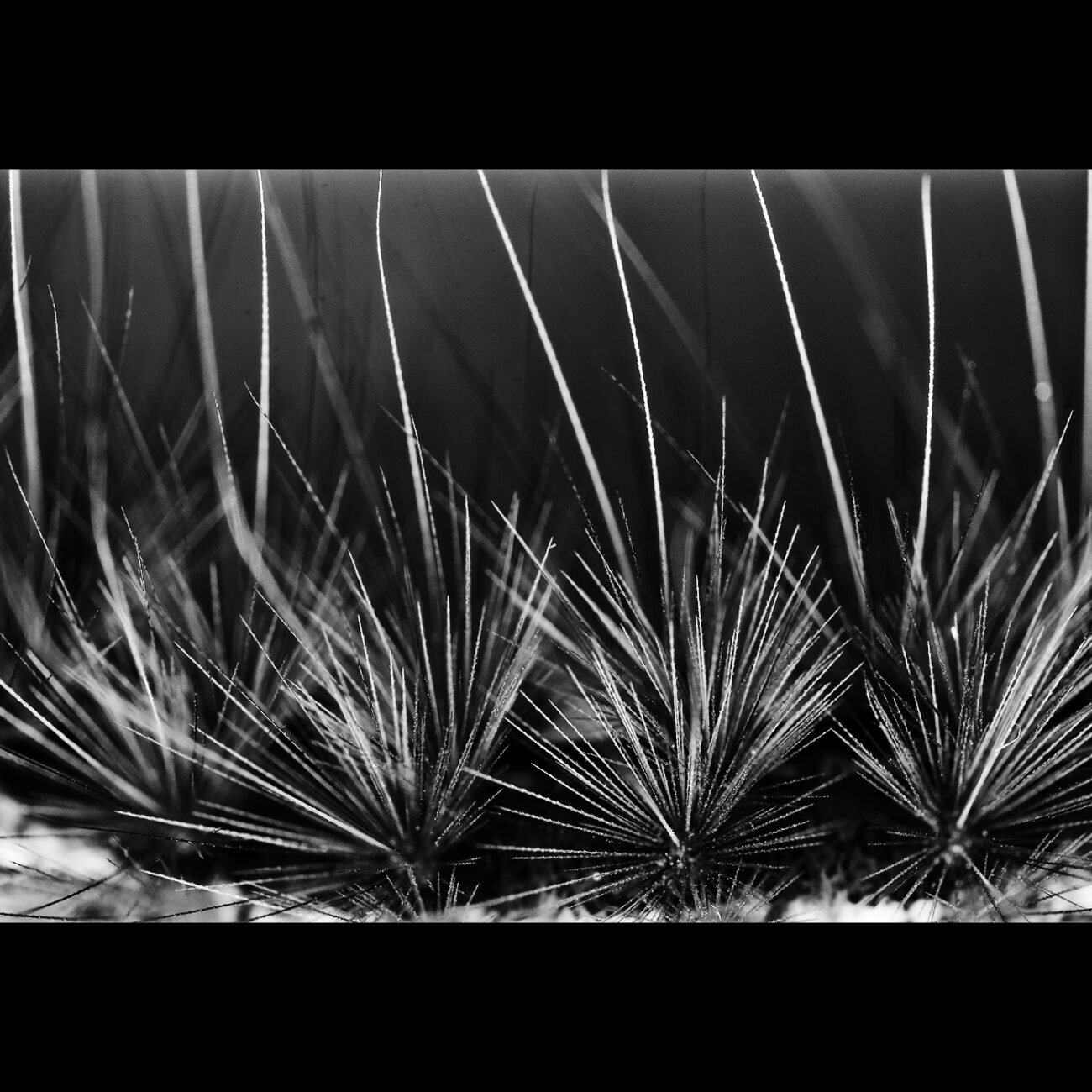 Caterpillar hairs, Bengaluru