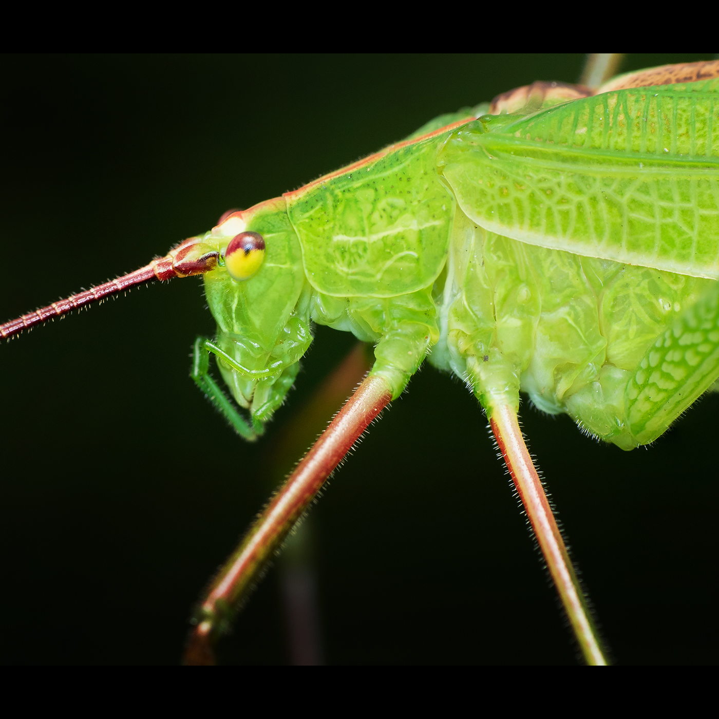 Read more about the article Katydid