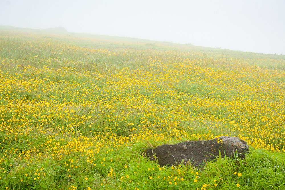 Read more about the article Flower Plateau, Kaas