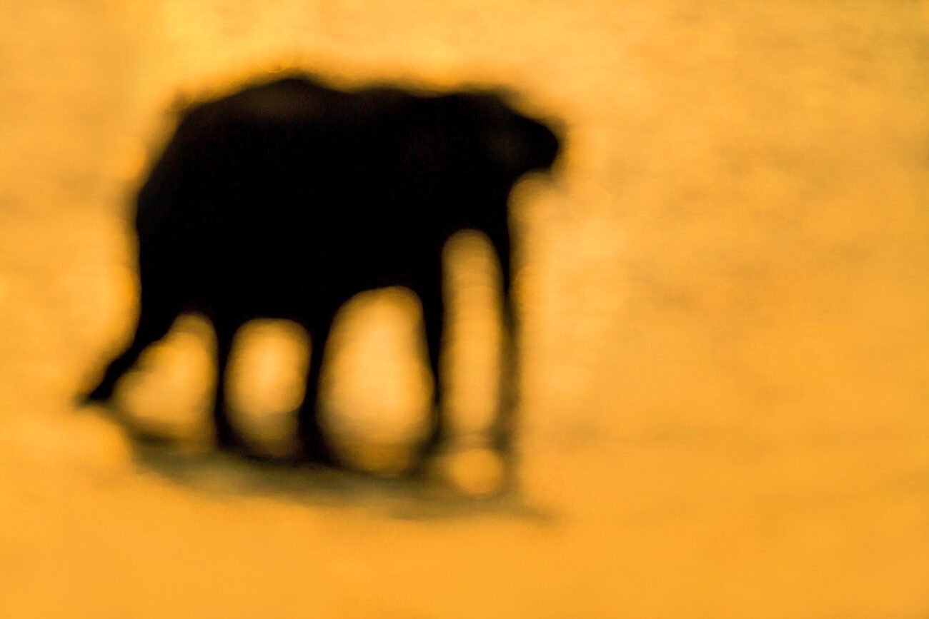 An Elephant in my dreams, Corbett