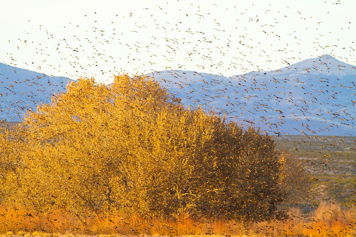 Read more about the article Bird Dust