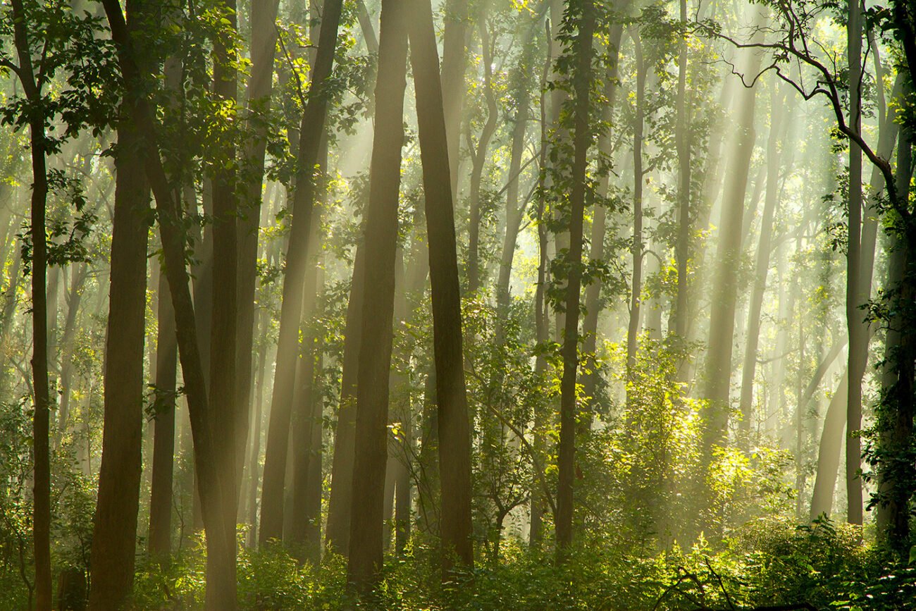 Light among the trees