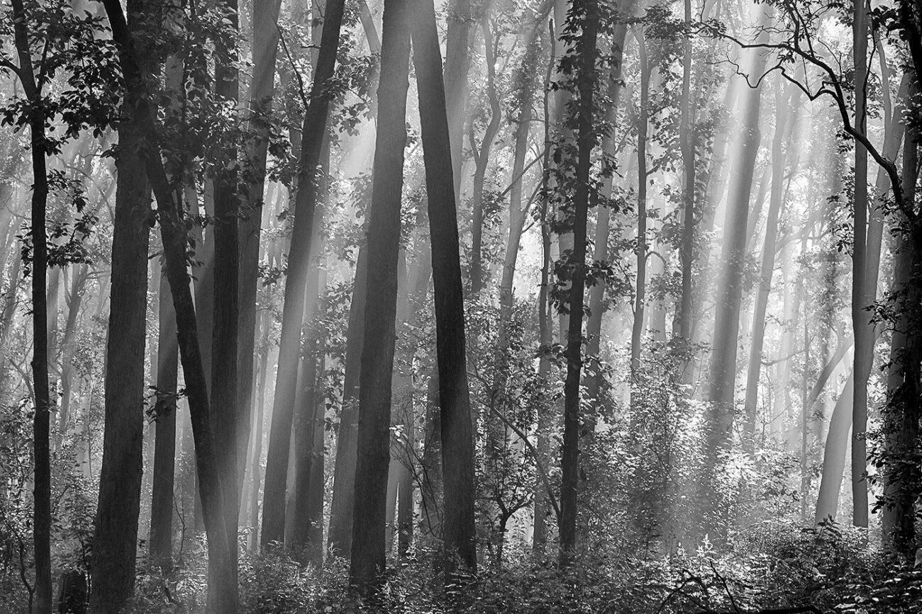Light in the trees