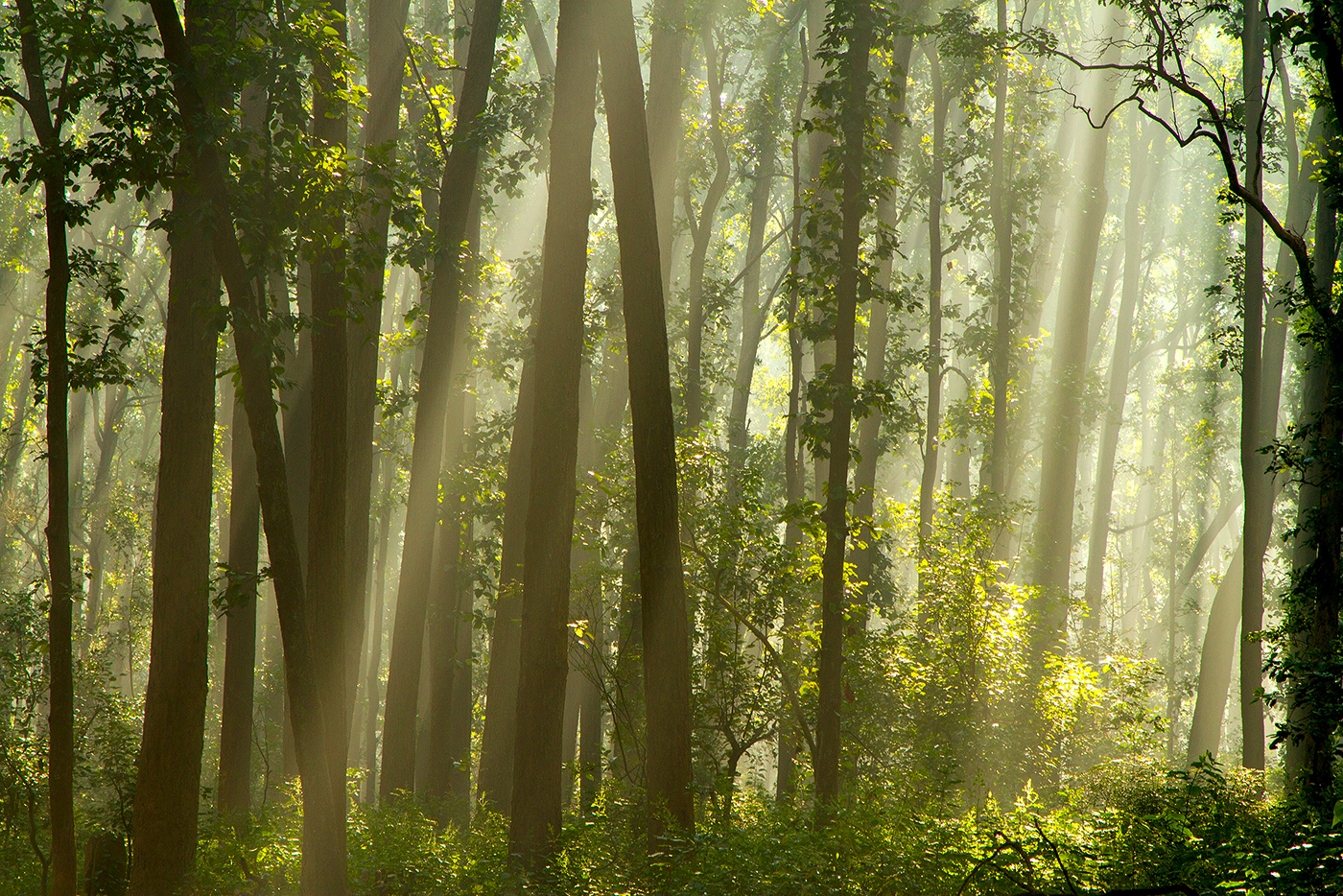 Read more about the article Light among the trees