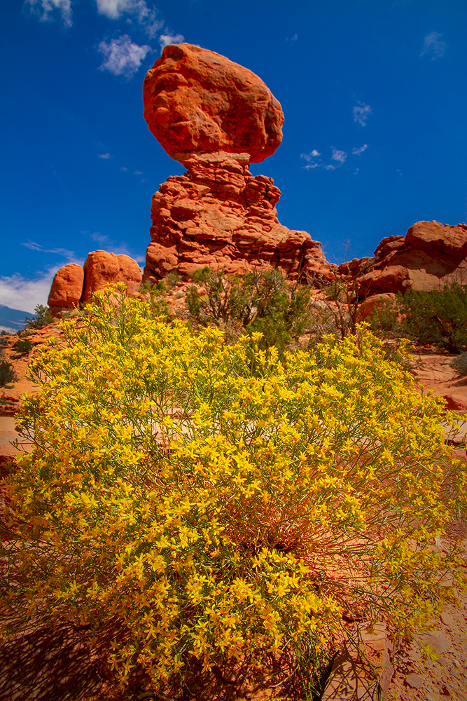 Read more about the article Rocks and Flowers