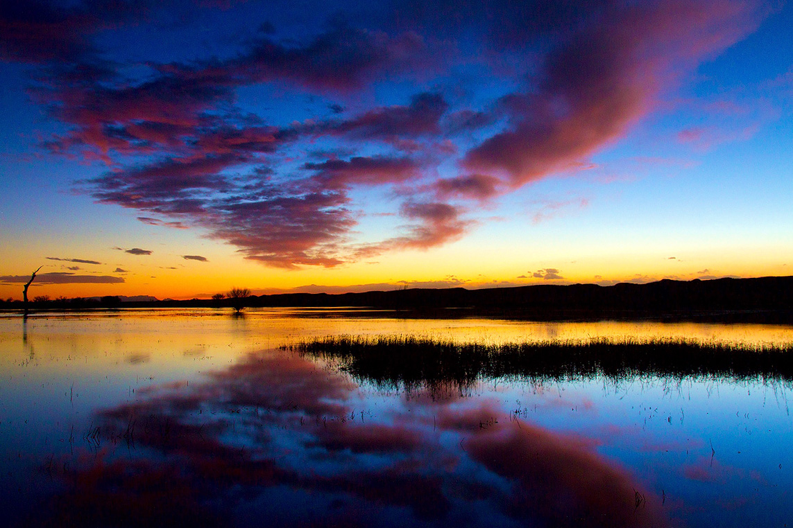 Read more about the article Bosque del apache sunset