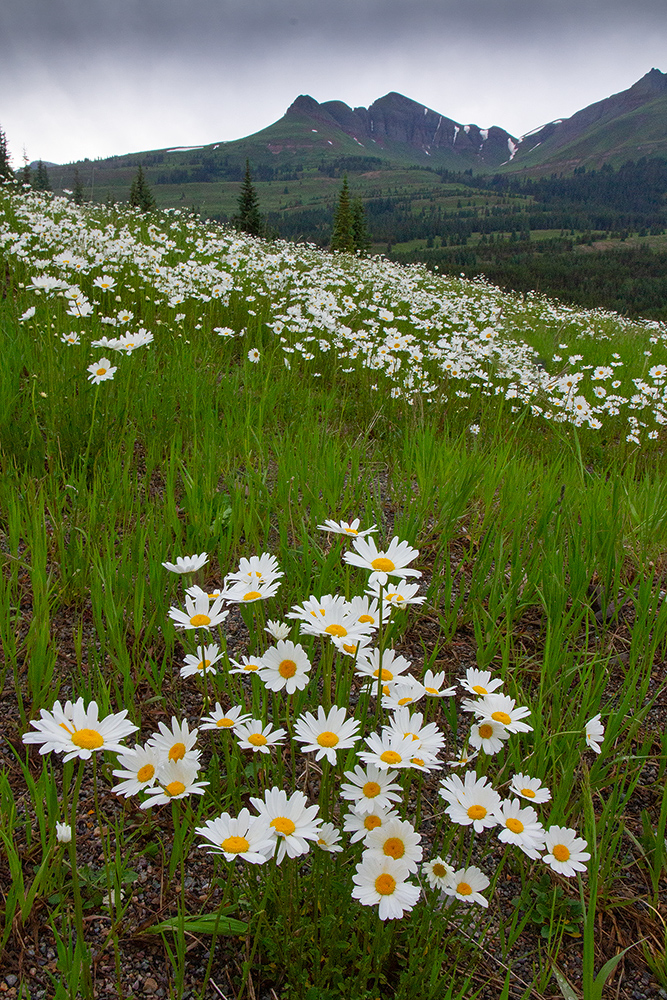 Read more about the article Flowery meadow in Durango, Colorado, USA