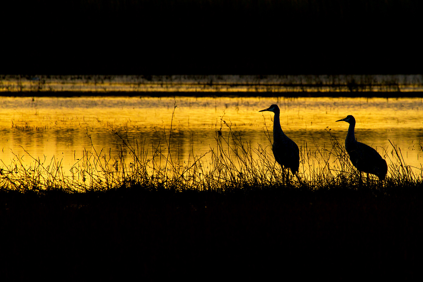 Read more about the article Sandhill Cranes