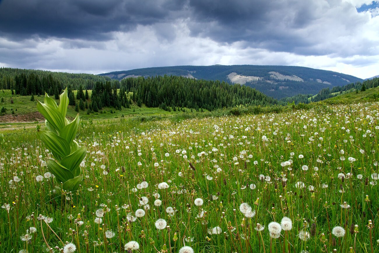 Flowery meadows of Durango, USA
