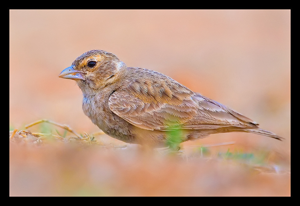 Read more about the article Bengaluru Lark