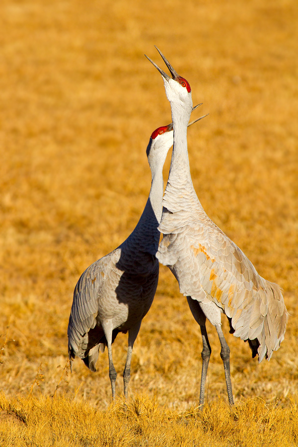 Read more about the article Sandhill Cranes