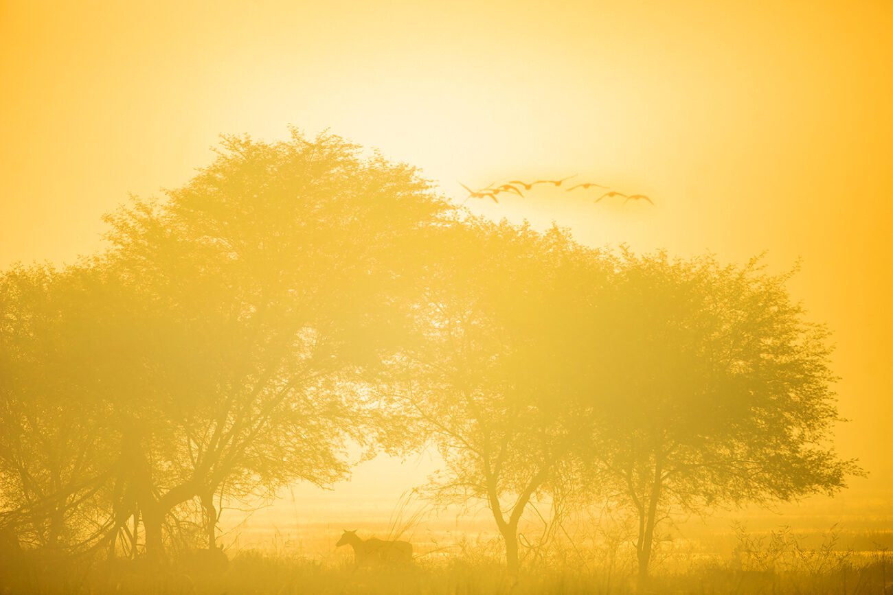 Golden Morning