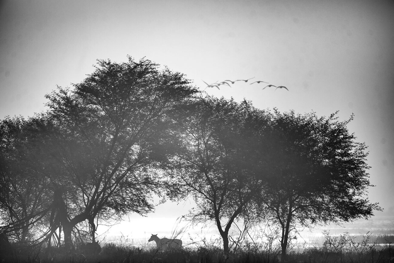 Shadows
