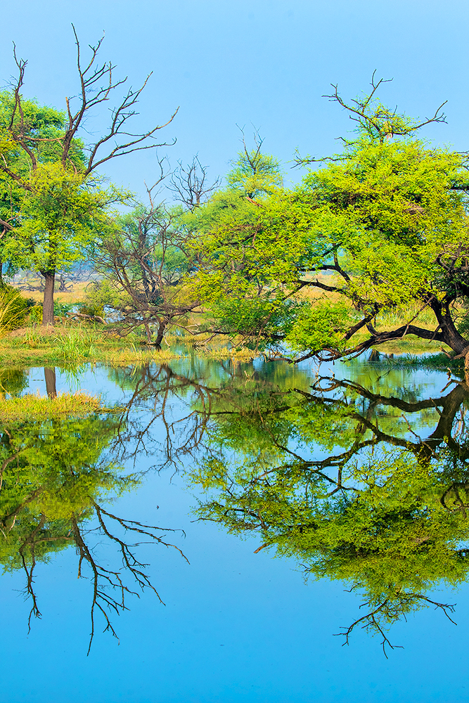 Read more about the article Trees on the Lake