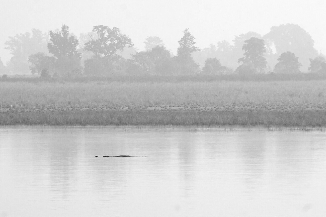 Gharial, Corbett