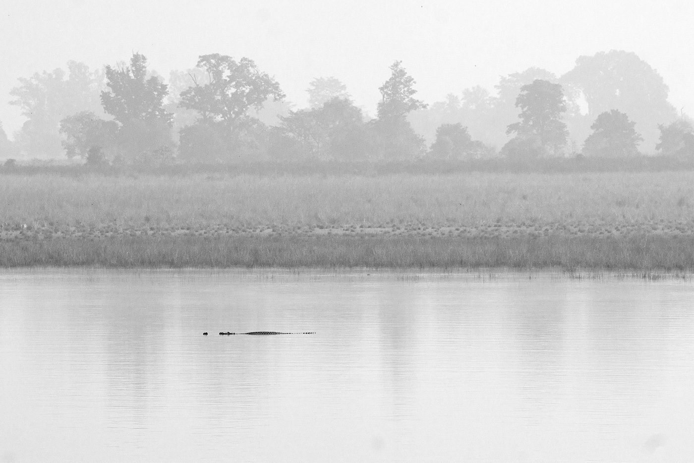 Read more about the article Gharial, Corbett