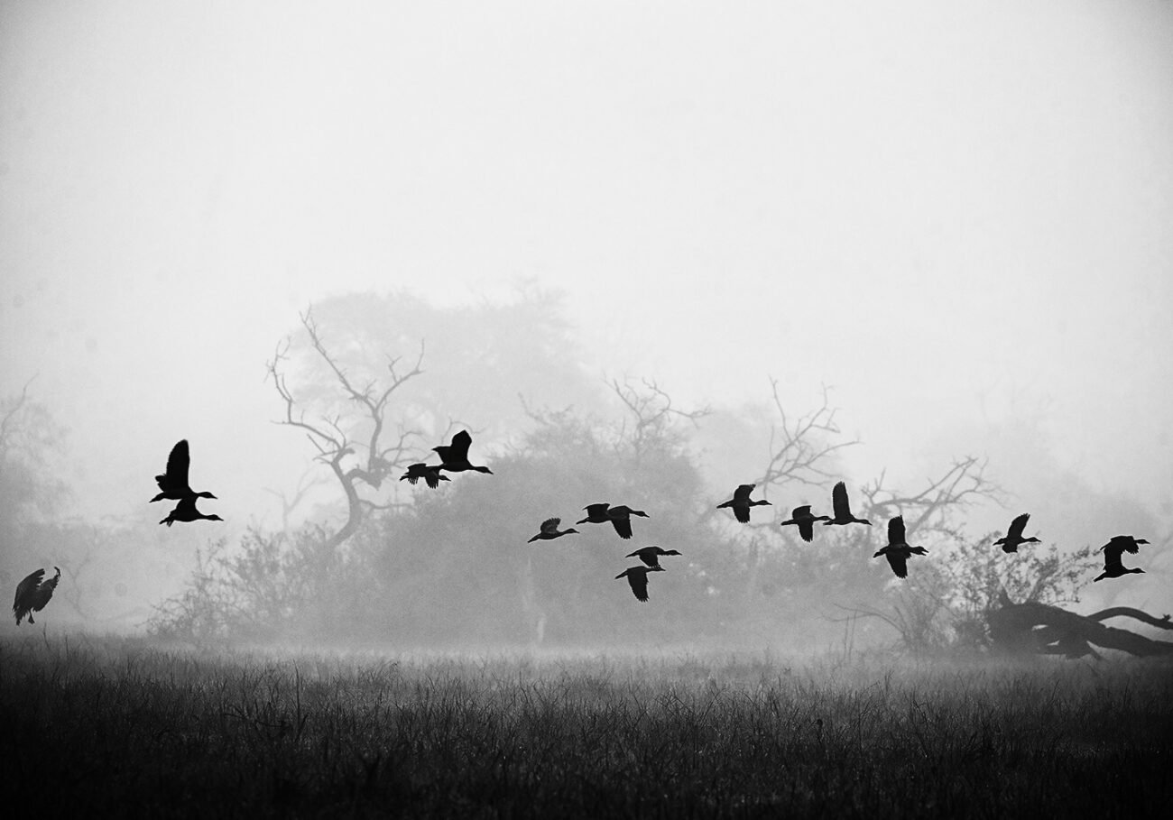Whistling ducks, Sunrise, Bharatpur