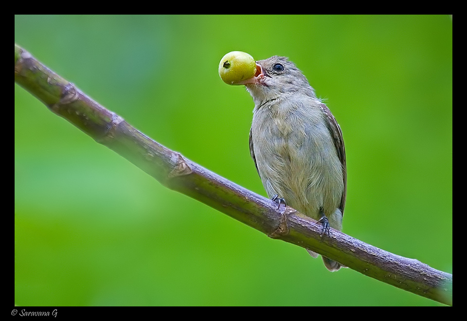 Read more about the article Flowerpecker in Bengaluru