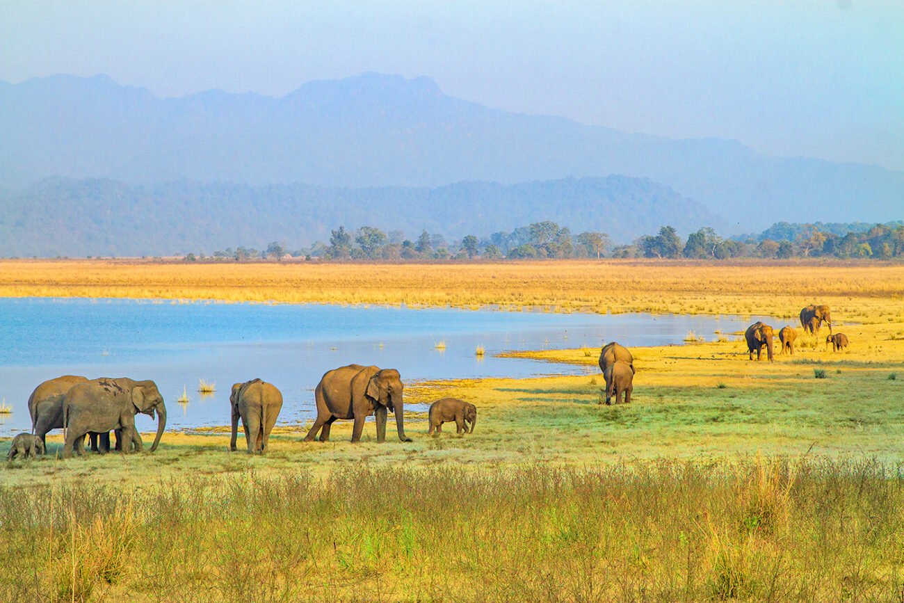 Elephant Gathering, Corbett