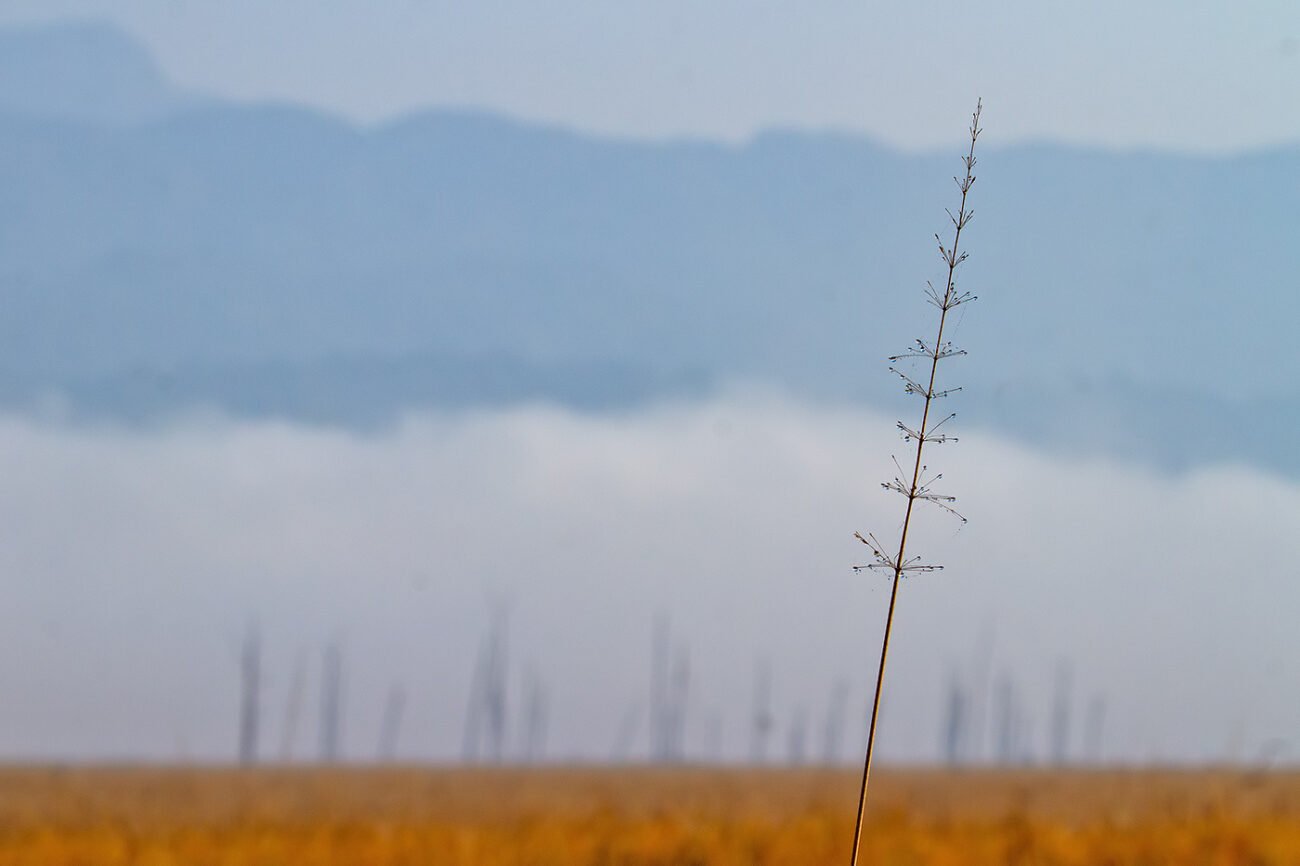 What is a grassland