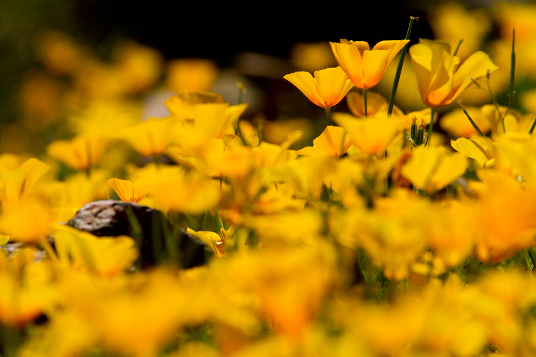 Read more about the article Spring bloom (Poppy and others) Phoenix, USA