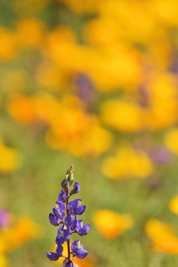 Read more about the article Spring bloom (Poppy and others) Phoenix, USA