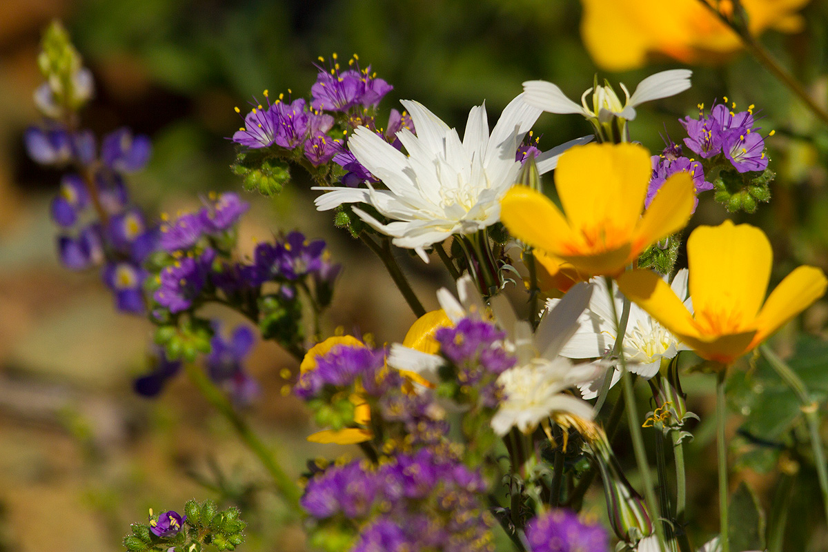 Read more about the article Spring bloom (Poppy and others) Phoenix, USA