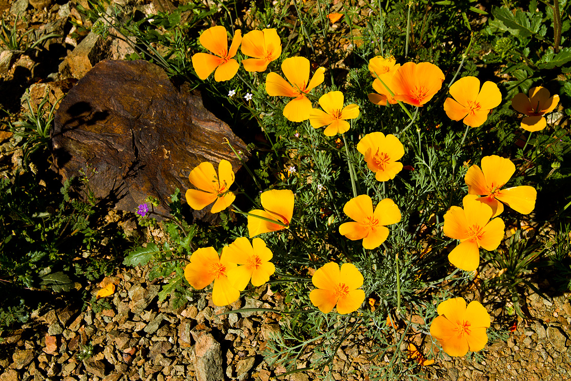 Read more about the article Poppies in USA