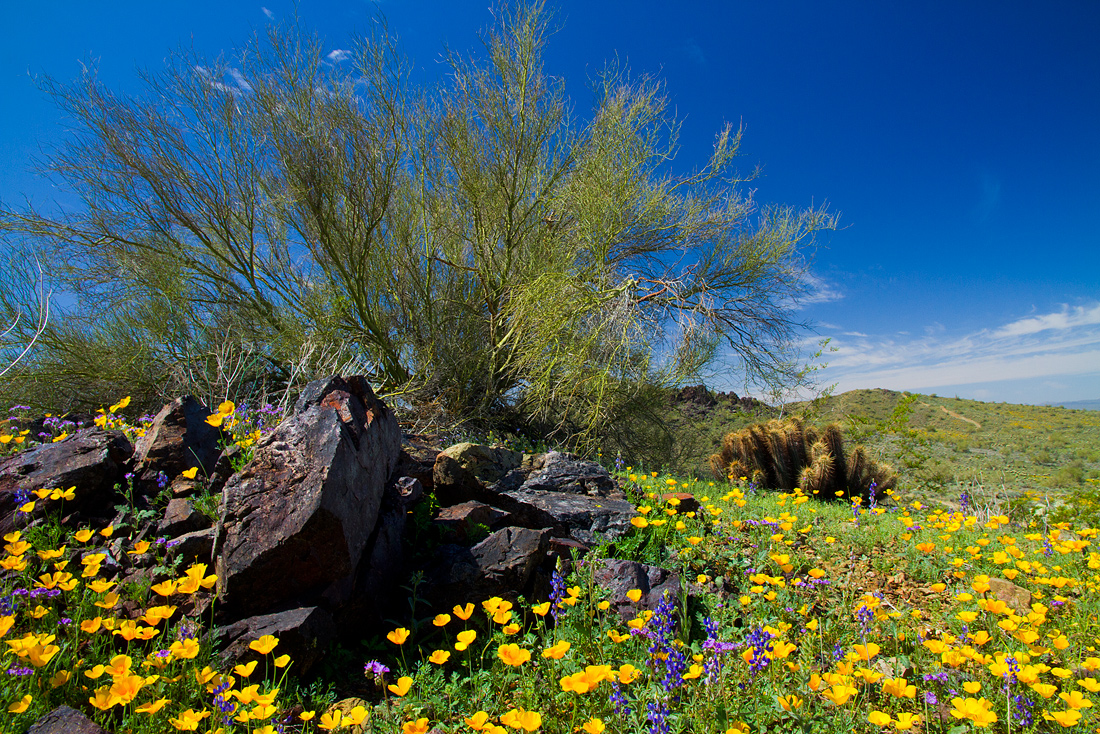 Read more about the article Spring bloom (Poppy and others) Phoenix, USA