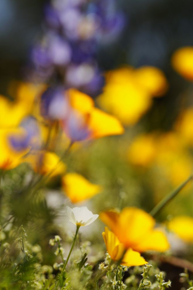 Read more about the article Spring bloom (Poppy and others) Phoenix, USA