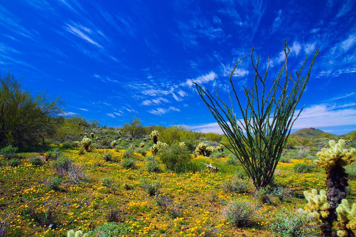 Read more about the article Ocotillo Sky