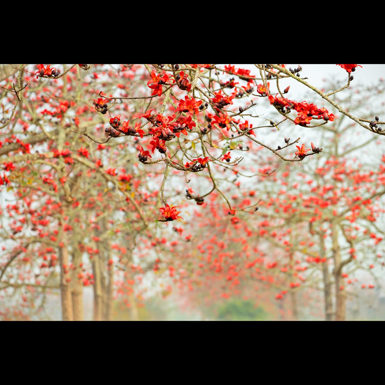 Garland