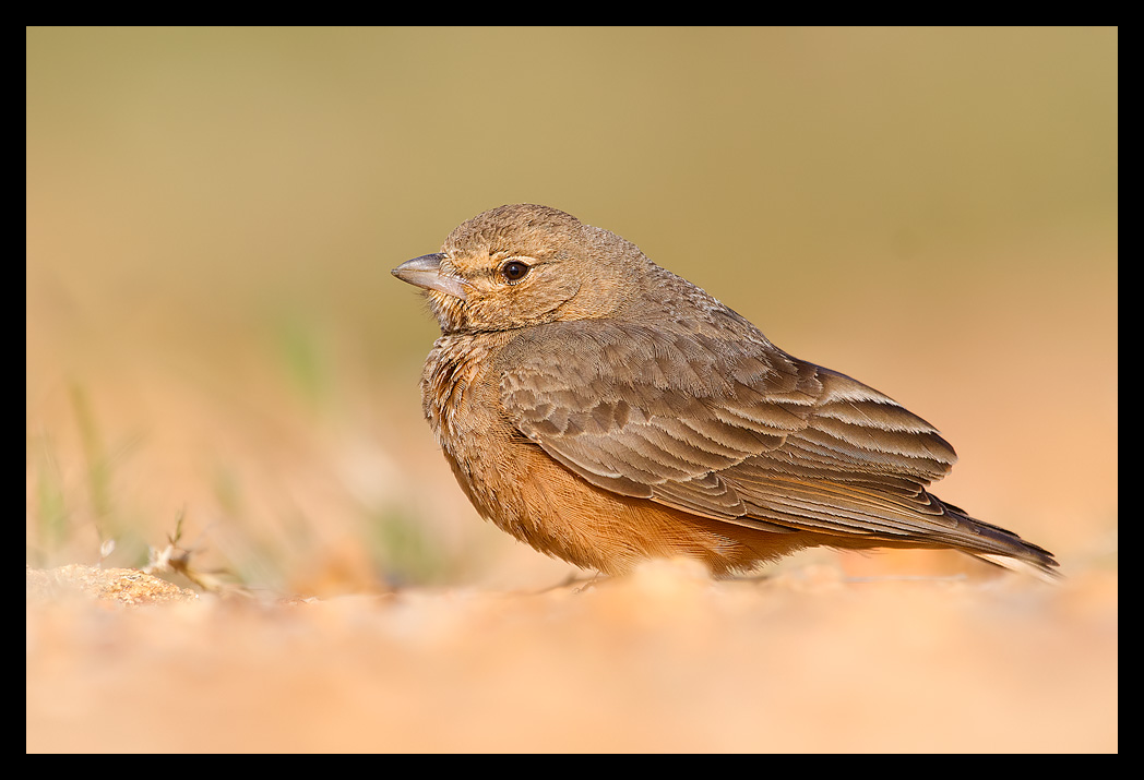 Read more about the article Bengaluru Lark