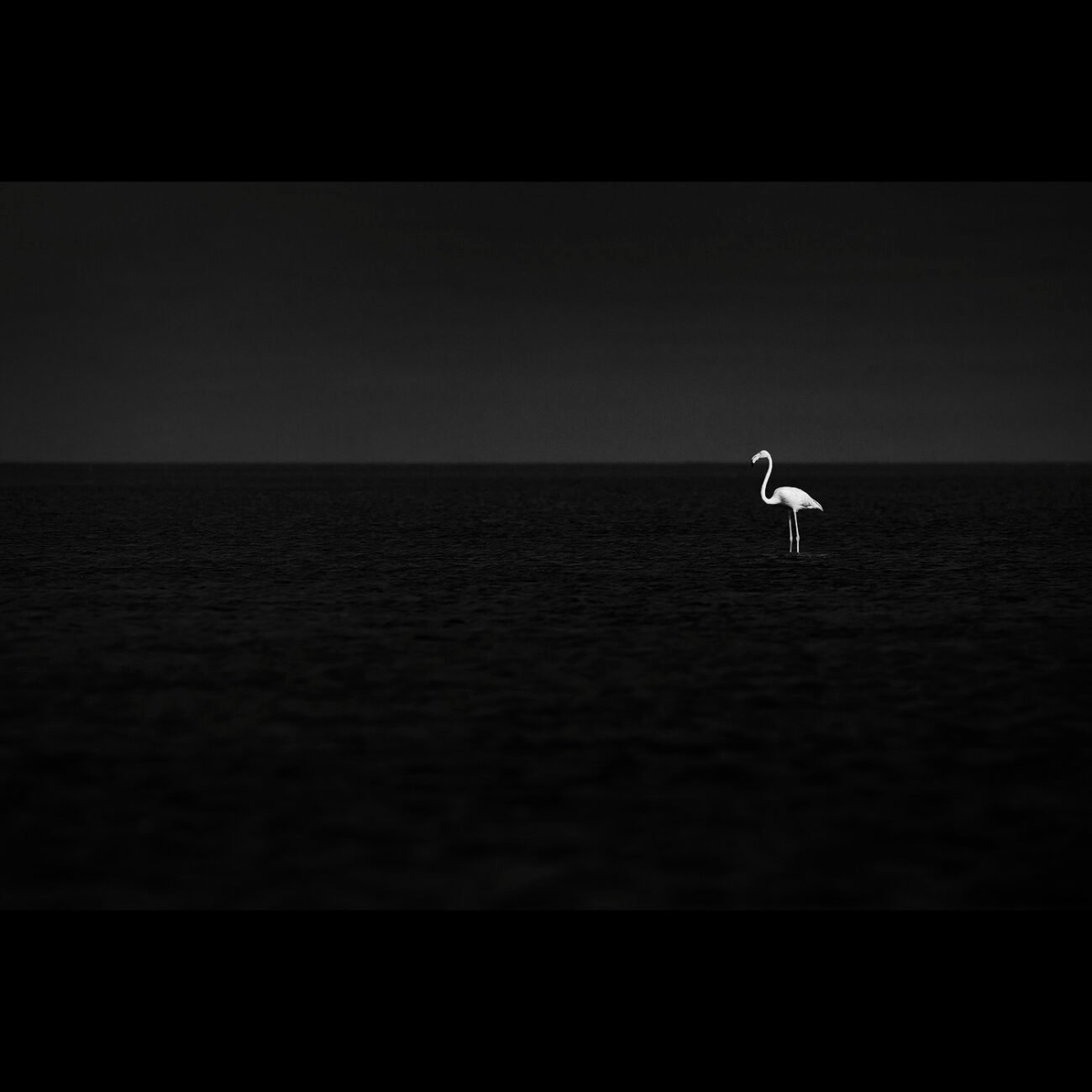 Lonely Flamingo, Pulicat