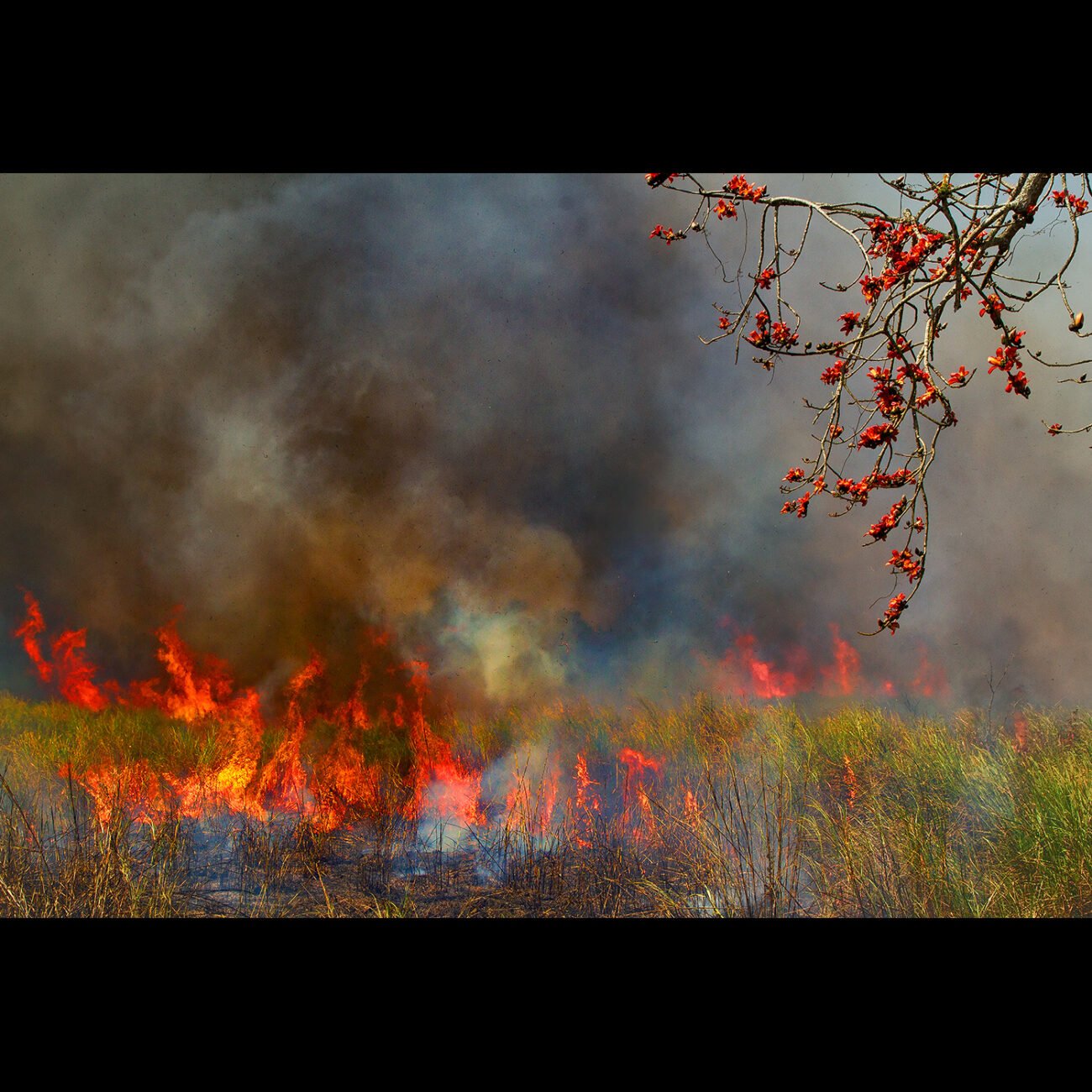 Fire Tree